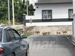 Jabatan perhilitan boleh dihubungi di jabatan perlindungan hidupan liar dan taman negara negeri selangor, jalan lanar 8/15, seksyen 8, 40000 shah alam, selangor. Dikejar Anjing Liar Ketika Berjalan