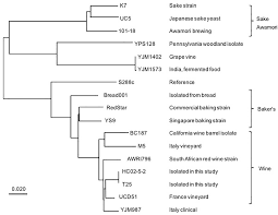 Frontiers Characterization Of A New Saccharomyces