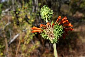 Image result for Leonotis ocymifolia