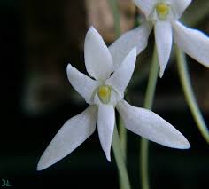 Image result for Mystacidium