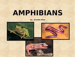 Amphibians Powerpoint Amphibians Life Cycles Salamander
