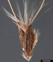 Image result for Chloris virgata