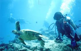 Resultado de imagen para cartagenas de indias ISLAS DEL ROSARIO