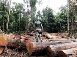 Image result for fotos de colonos armados na amazonia