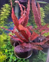 Image result for Nesaea sarcophylla