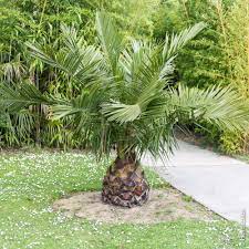 Cette article vous propose un mode d'emploi visuel pour planter votre palmier en pleine terre en 6 étapes. Palmiers Conseils De Plantation Et D Entretien