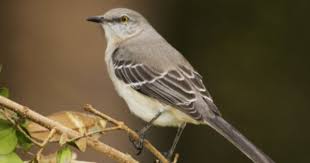 State Bird Of Texas Mockingbird Designated By Scr 8 40th R S 1927 By Sen Joe M Moore Bird Coloring Pages State Birds Bird