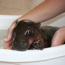 South Africa Welcomes Prince Harry A Brand New Pygmy Hippo Cute Baby Animals Baby Hippo Cute Animals