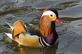 Donal bebek wikipedia bahasa indonesia ensiklopedia bebas. 61 Gambar Bebek Unik Terlihat Keren Gambar Pixabay