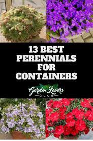 Small perennial flowers for pots. 13 Best Perennials For Containers Garden Lovers Club Best Perennials Container Gardening Flowers Flowers Perennials
