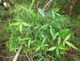 Image result for Vepris