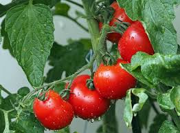 When is the best time to plant a salsa garden. How To Grow The Perfect Salsa Garden