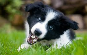 Beautiful free photos of for your desktop. Wallpaper Flowers Wallpaper Border Collie Puppy Playful Images For Desktop Section Sobaki Download
