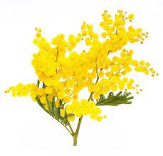 Acacia Flowers We Love Flower Style Magazine