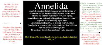 Annelida Dissections Across The Phyla With Regard To The Digestive System