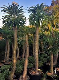 Image result for Pachypodium