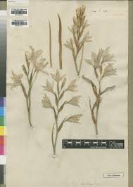 Image result for Gladiolus unguiculatus