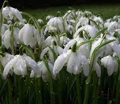 Publicat de fotoblogimg la 03:56. Poze Cu Flori De Primavara Imagini Cu Ghiocei Galanthus Nivalis 42 Maminineta S Blog