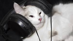 All cat will have different styles that they like and react to, however, some winners for styles & sounds are slower piano music, extended drone music, and the mellow sound of a female alto cats will respond better to music that mimics the tonal and rhythmic qualities of a purr. These Tunes Are Music To Your Cats Furry Ears Npr