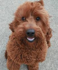 Owner recommended goldendoodle and labradoodle breeders in oregon, usa. Upcoming Litters Of Labradoodle Puppies At Pacific Rim Labradoodles