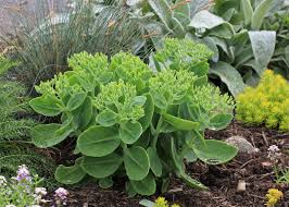 Image result for Sedum