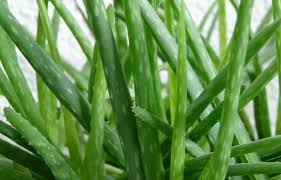Hipster tastes have fueled a spike in succulent poaching. What Should I Know About Growing Aloe At Home Unh Extension