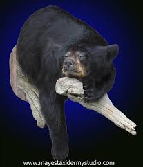 Black Bear Half Mounts Prices Different Bear Mounts Black Bear Half Mount Bear Half Mount Black Bear Half Animal Taxidermy Taxidermy Bear Mounts