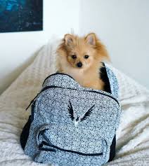 Pin By Laquisha Von Day On P U P P I E S Logan Paul Kong Fluffy Dogs Puppies