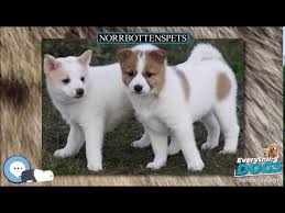 Perfect food for your puppy. Norrbottenspets Everything Dog Breeds Youtube