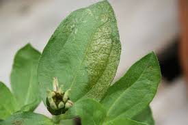 Check spelling or type a new query. Control Of Thrips With Systemic Insecticides Greenhouse Grower