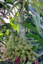 Image result for Ptychosperma elegans