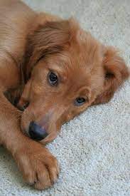 I Will Have Another One Or Two Of These Dogs Someday Golden Retriever And Irish Setter Mix Irish Dog Breeds Irish Dog Irish Setter Mix