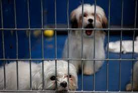 Las vegas pet scene magazine and town center animal hospital. Rescued Maltese S Sit In A Kennel At The Leid Animal Shelter In Las Vegas Tuesday March 4 2014 John Locher Las Vegas Review Journal Las Vegas Review Journal