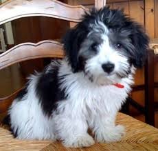 Canyon hills havanese puppies in sarasota, tampa, miami, naples orlando and all the way to key west you are all welcome to come and visit our pups. Pin On Puppy Love
