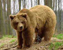Resultado de imagen para osos pardos