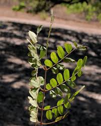 Image result for Caesalpinia ferrea