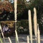 Image result for Cenchrus caudatus