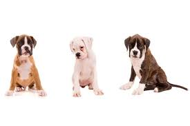 A brindle or reverse brindle pattern is seen in boxers, french bulldogs and corgis, as well as many other types of dogs. The Story Behind Your Boxer S Coat Color Boxer Dog Diaries