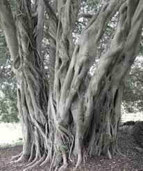Image result for Ficus craterostoma