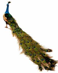 Birds Of A Feather Movie Movie Tv Event Display Prop Artificial Peacock 60 Real Feathers Plastic Feet Item B874 800 600 9393 Tel Sales Di Peacock Life Size Artificial Birds