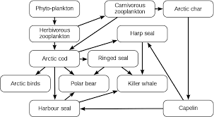 food chain simple english wikipedia the free encyclopedia