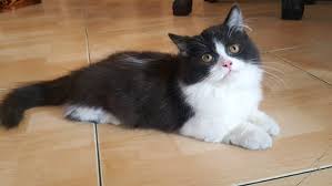 Beli aneka produk kucing munchkin online terlengkap dengan mudah, cepat & aman di tokopedia. Jual Kucing Munchkin Di Lapak Kingcat House Bukalapak