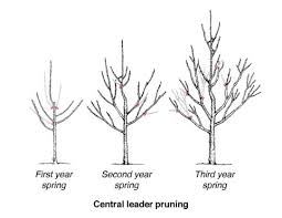 It's easier to see what you are doing and removal of dormant buds (growing points) invigorates the remaining buds. Pruning Apple And Fruit Trees Umn Extension