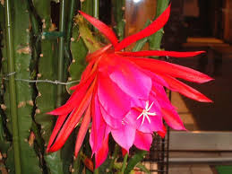 We did not find results for: Orchid Cactus Epiphyllum Spp Flower Database