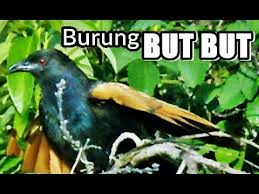 Explore more searches like burung but but. Burung But But Liar Di Perkebunan Youtube