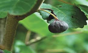 Later, the bible tells us of the glorious time. Gardening Can I Grow A Fig Tree From Figs Newspaper Dawn Com