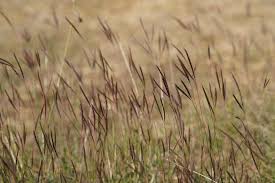 Image result for Andropogon lima