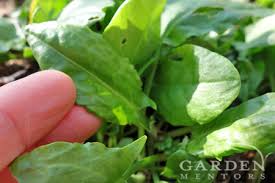 You can also offer a rabbit blanched stinging nettle leaves, dried leaves, or a stinging nettle tea. Dock Weed Control Uses For Rumex Garden Mentors