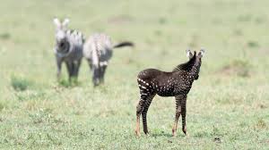 Since, despite the relative slowness, the zebra can give the predator a good rebuff. Spotted In Kenya A Baby Zebra With Polka Dots Smart News Smithsonian Magazine