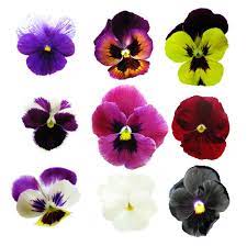 Edible Flower Garden Seeds Collection 9 Types Instructions Bonus Recipes Edible Flower Garden Edible Flowers Pansies Flowers